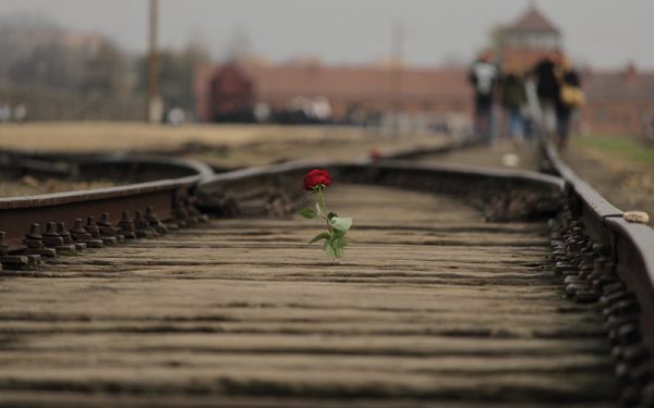 Rose in the train tracks in Auschwitz