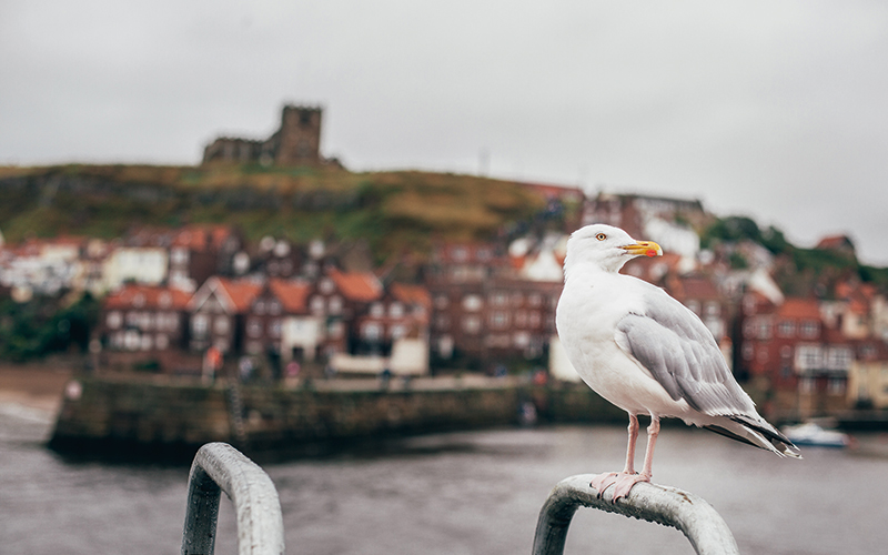 Seagull stood on metal