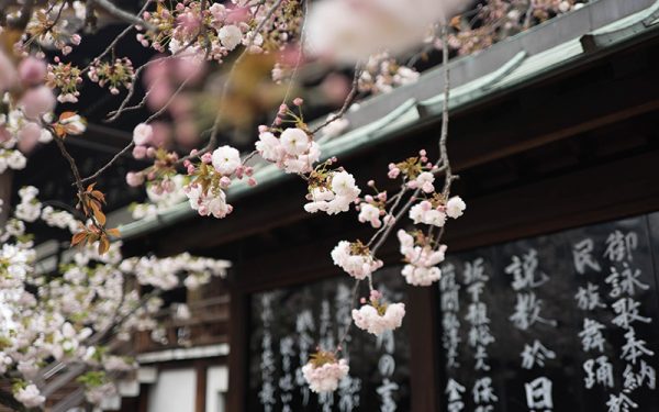 Cherry blossom trees