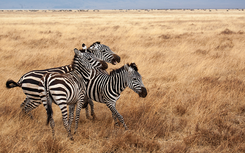 Zebras running