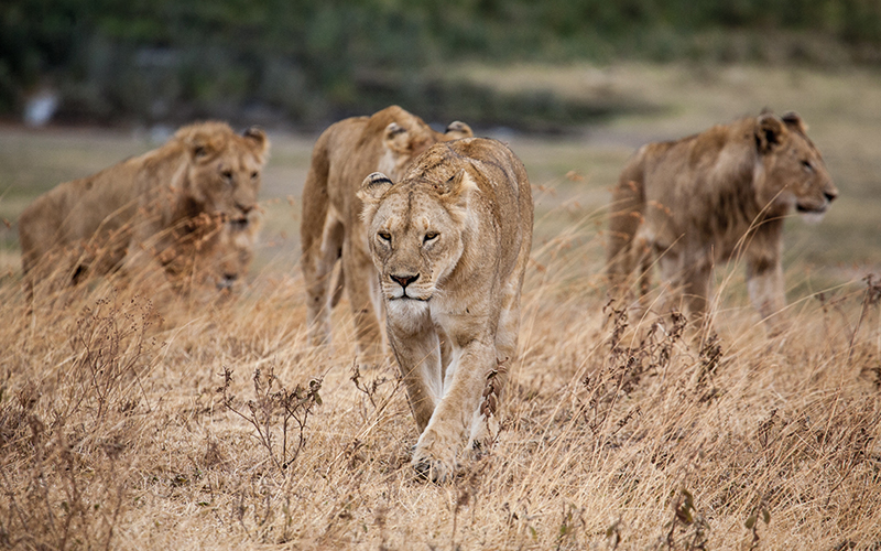 Lions walking