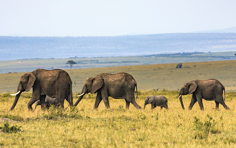 Elephants on safari