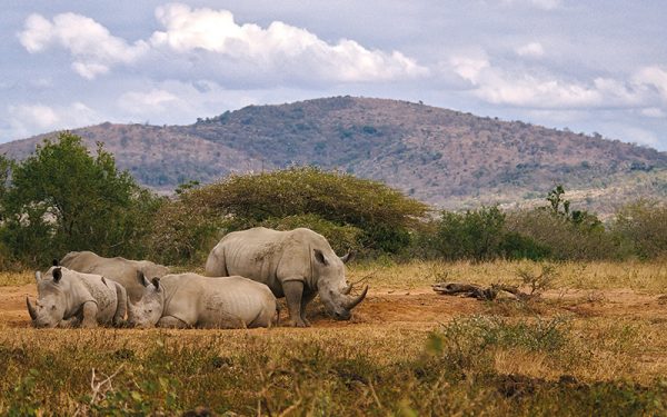 Rhinos on safari