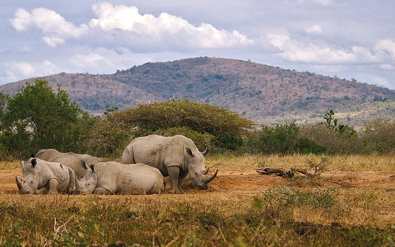 Rhinos on safari