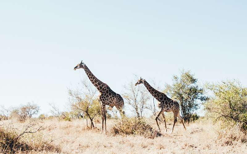 Giraffes