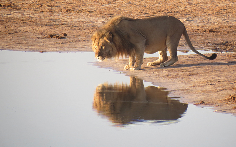 Lion taking a drink of water