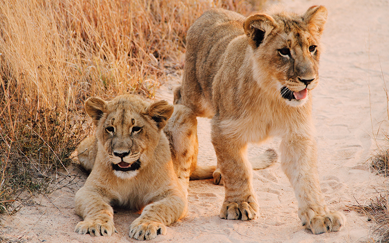 Lion cubs