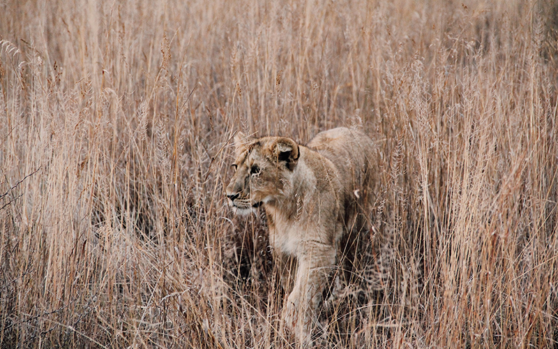 Lion walking in the shrubs