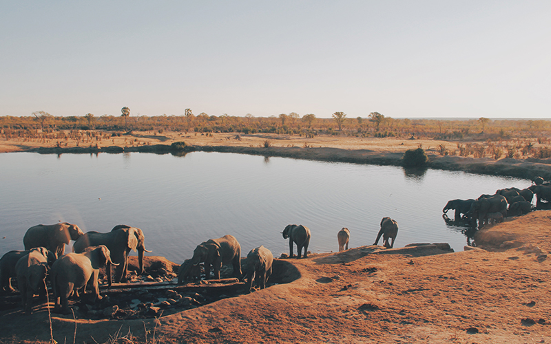Elephants drinking water at a watering hole
