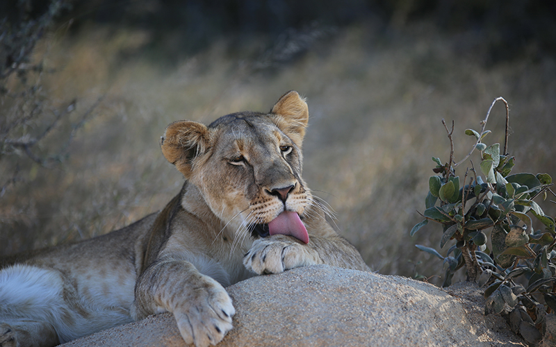 Lion lying down licking paw