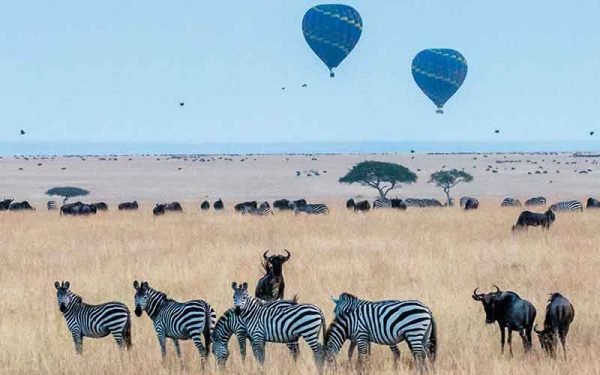Zebras and bison with hot air balloons