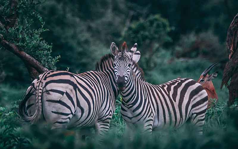 Zebras and antelopes