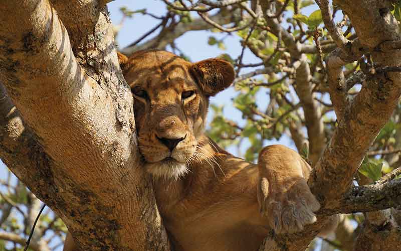 Lion cub in tree