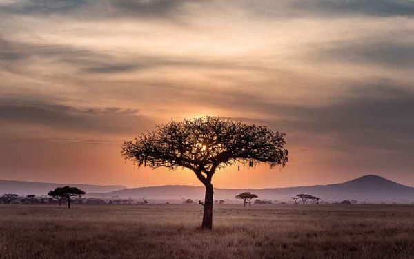 Tree in Africa