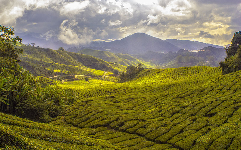 Vibrant green valleys in front of mountains