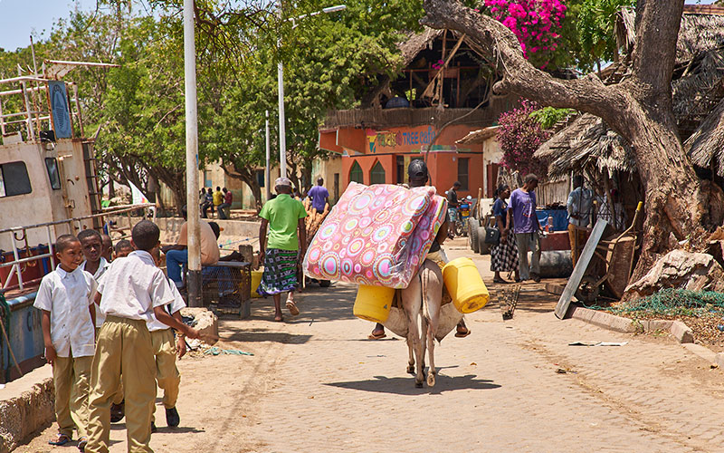 Donkey carrying things on its back