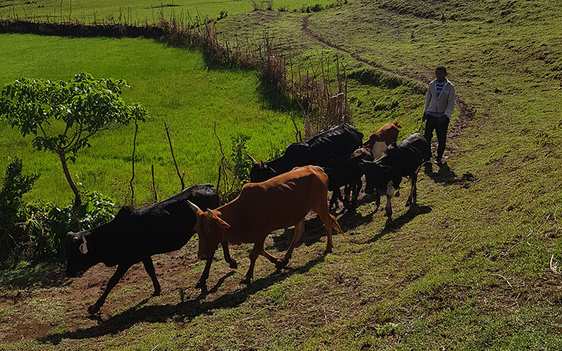 Man hearding cattle