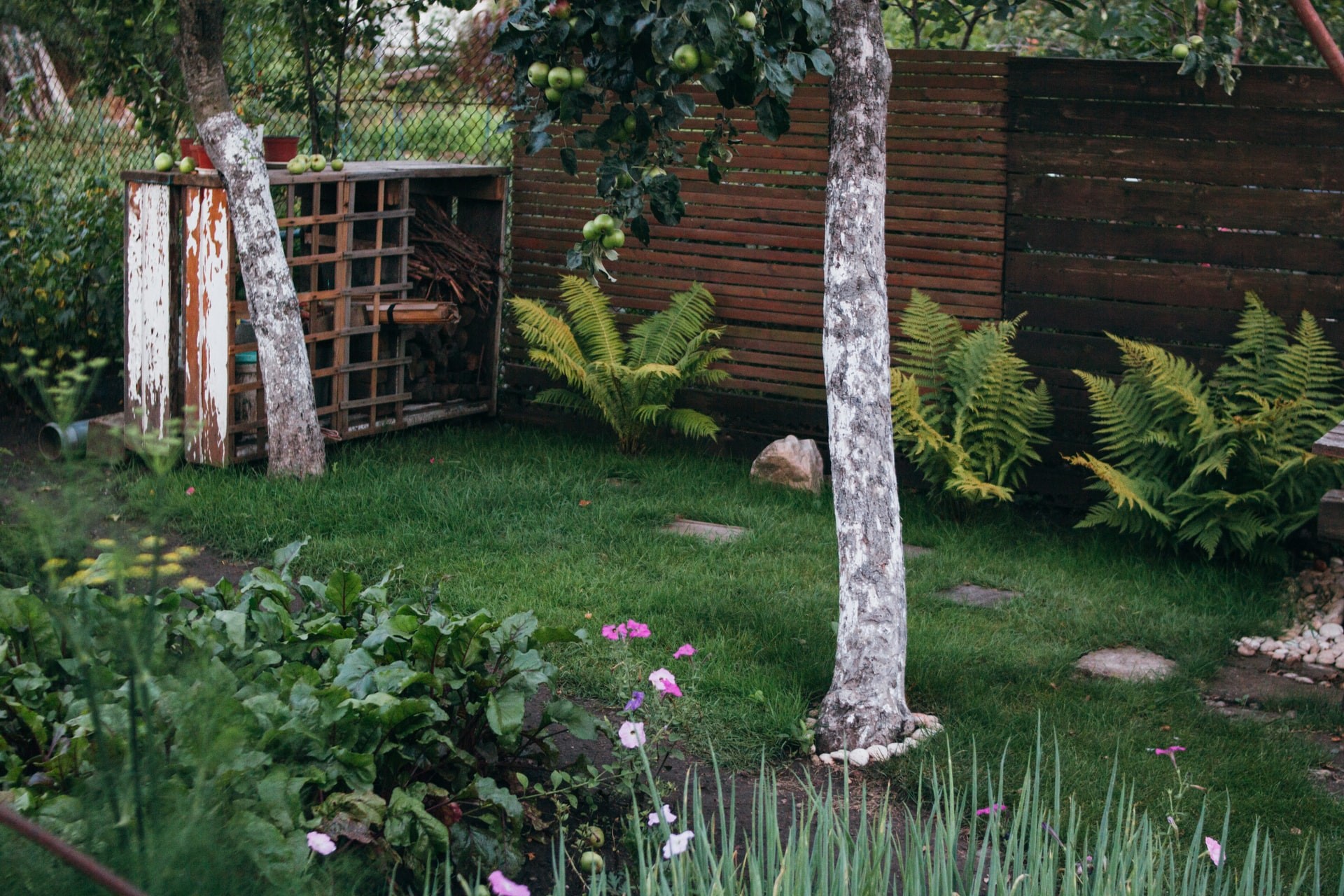 Back garden with trees and plants