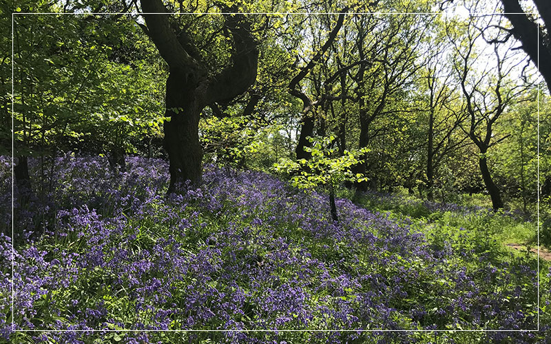 Bluebells in woods daytime