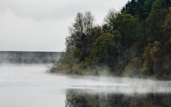 Misty forest on a cold day