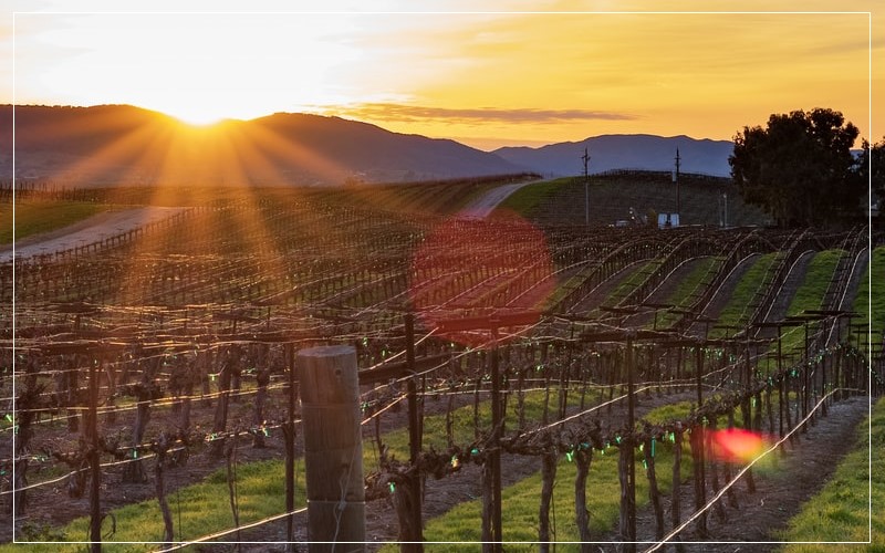 California vineyards sunset