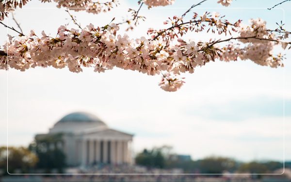Cherry blossom flowers in Washington